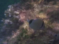 Zwartkopzeebrasem [Diplodus vulgaris]